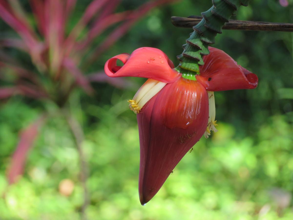 Manora Garden Hotel Pangnga Kültér fotó